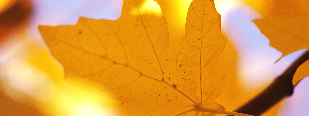(slide 3 – autumn)