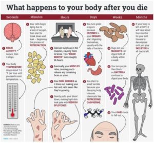 decompose body decomposition